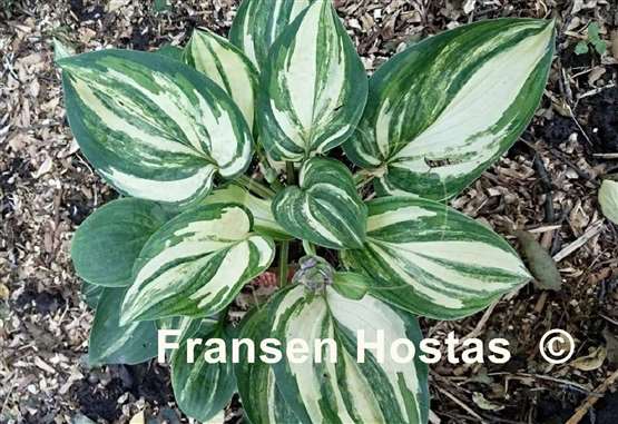 Hosta William Lachman